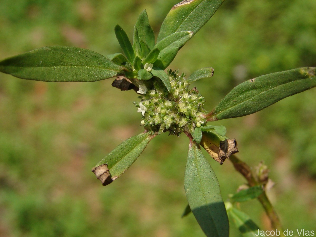 Spermacoce verticillata L.